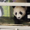 [서울포토] 판다 러바오 입국