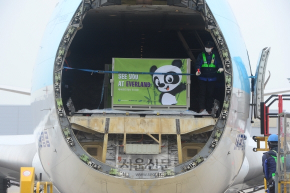[서울포토] 입국하는 자이언트 판다 한 쌍