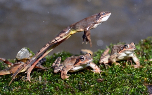 [서울포토] 내일 ‘경칩’…날아오르는 개구리