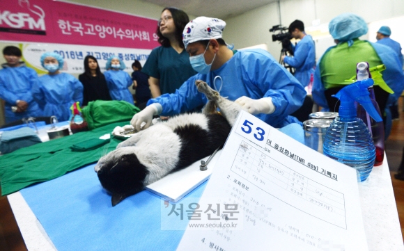 [서울포토]길고양이 중성화의 날