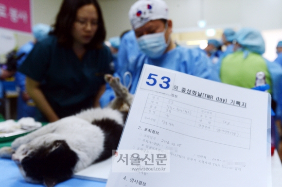 [서울포토]길고양이 중성화의 날