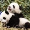 [포토] ‘무릎 베고 낮잠’ 사이좋은 새끼 판다