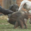 ‘넌 우리와 달라!’ 탈모증 앓는 동료 공격하는 침팬지들
