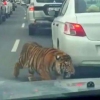 카타르 고속도로에 나타난 호랑이, 도대체 어디서?