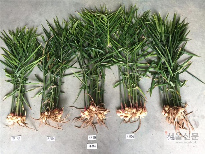 충남도 농업기술원 양념채소연구소 제공 