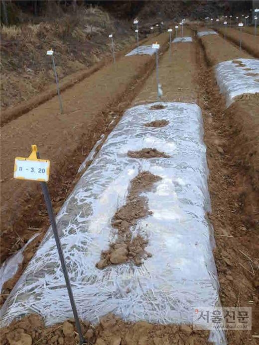 충남도 농업기술원 양념채소연구소 제공 