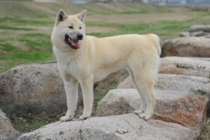 새달 2일 진도개 품평회 개최