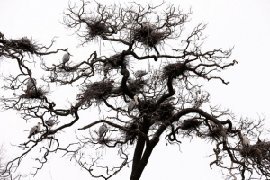 신혼집 차린 왜가리