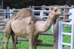 외로운 낙타에겐 친구를, 곰들에겐 친환경 집을