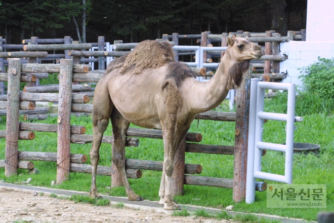 현재 서울대공원에 홀로 있는 수컷 단봉낙타. 서울대공원 제공