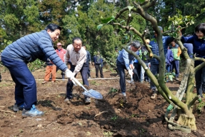 ‘명품’ 제주 감귤의 자태