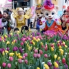 튤립 화분 받고 에버랜드 튤립 축제 오세요