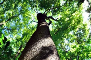 제주서 국내 최대 크기 초령목 발견