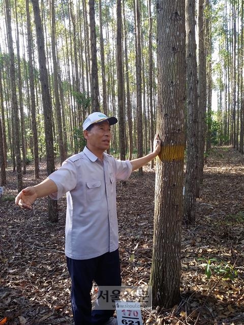 코린도 조림본부 관계자가 실험실에서 선별한 우수 클론(복제) 묘목을 노지에 심어 생장성을 비교하는 클론테스트장에서 170번 묘목의 생장조사 결과를 설명하고 있다.