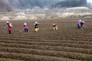 [한 컷 세상] 농촌 봄맞이 한창… 땅 고르기 구슬땀