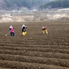 [한 컷 세상] 농촌 봄맞이 한창… 땅 고르기 구슬땀