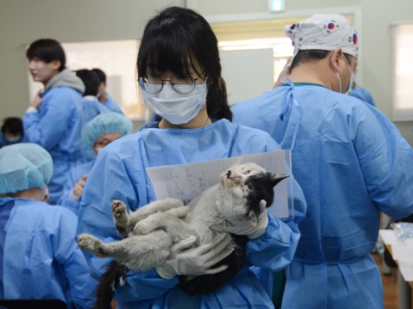 6일 오전 서울 서초구 잠원복지문화센터에서 열린 첫 번째 ’길고양이 중성화의 날’에 길고양이에게 중성화 수술을 하기 위해 마취된 고양이를 수술대로 이동하고 있다 .  2016. 03. 06 안주영 기자 jya@seoul.co.kr