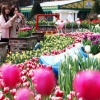 튤립축제 만끽