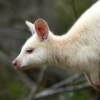 희귀 알비노 왈라비 깜짝