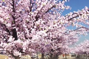 한강 ‘봄꽃엔딩’