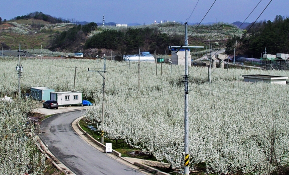 마을 고샅길이 온통 배꽃에 파묻힌 영동 매천리. 한국관광공사 제공