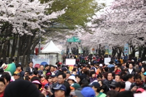 서울 대표 영등포 여의도 봄꽃축제에 오세요