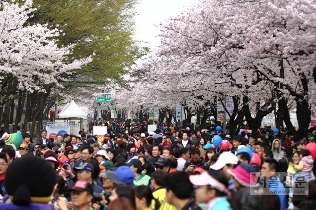 지난해 열린 서울 영등포구 여의도 봄꽃축제. 영등포구 제공 