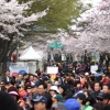 서울 대표 영등포 여의도 봄꽃축제에 오세요