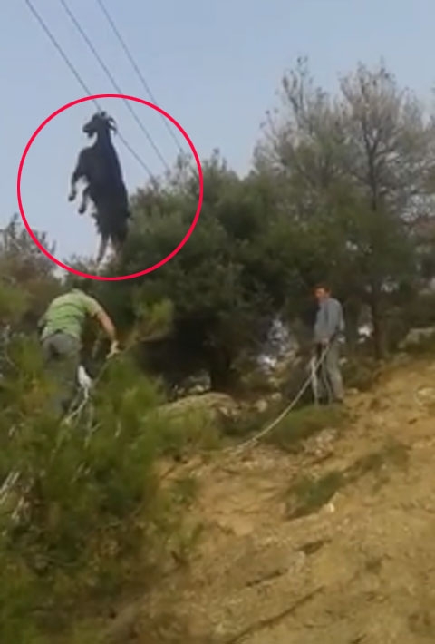 ‘너 어떻게 거기에??’ 전깃줄에 대롱대롱 매달린 염소 구하기