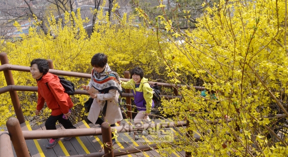 30일 완연한 봄날씨속에  서울 성동구 응봉산에 개나리가 흐드러지게 피어 있다. 다음달 1일부터 사흘 동안 응봉산 팔각정 일대에서는 ‘응봉산 개나리 축제’가 열린다. 최해국 선임기자 seaworld@seoul.co.kr