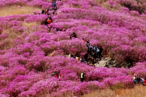 최대 진달래 군락지 여수 영취산 축제 새달 1일부터