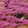 최대 진달래 군락지 여수 영취산 축제 새달 1일부터