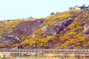 개나리 옷 입은 응봉산