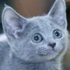 러시안 블루 성격, 은빛 털+초록 눈의 고양이 ‘우는 아이 달래는 재능’