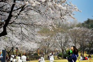 서울이 활짝 핍니다, 마음이 콩닥 뜁니다