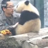 ‘대나무보다 사육사가 좋아요’ 셀카 찍고 뽀뽀하는 판다