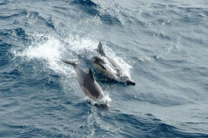참돌고래떼 500마리와!