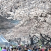 [서울포토] 윤중로 벚꽃 축제 인파