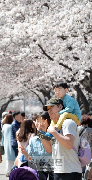 4일 봄꽃축제가 열리고 있는 서울 여의도 윤중로를 찾은 한 가족이 활짝 핀 벚꽃을 배경으로 사진을 찍고 있다.
