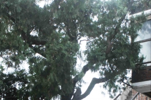 구로구가 500살 가리봉동 측백나무 외과수술하는 까닭은