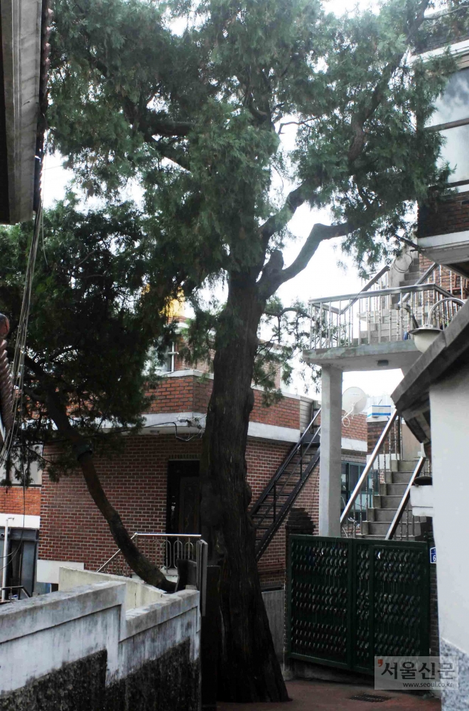 서울 구로구 가리봉동 ‘500살 측백나무’가 다세대주택에 둘러싸여 있다. 구로구 제공 
