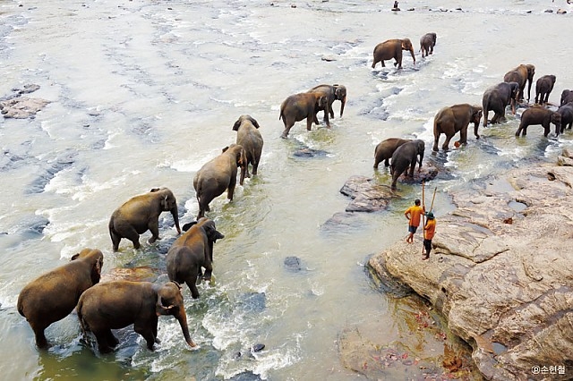 스리랑카에는 현재 약 6,000마리의 야생코끼리가 살고 있다
