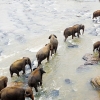 해외여행 | 스리랑카-코끼리의 나라에서 일어나는 일