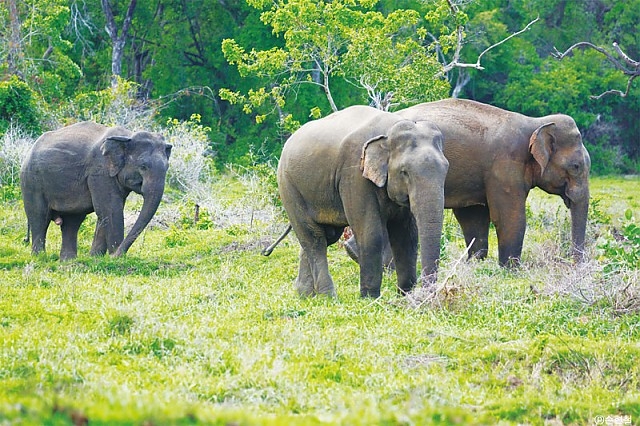 민가 옆 숲에서 발견한 코끼리 가족. 스리랑카 내륙 지방에선 야생코끼리를 심심치 않게 만날 수 있다