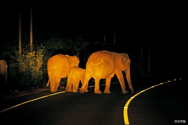 밤에 숲이 우거진 지방도로를 달리다 보면 나들이 나온 코끼리 가족을 만나곤 한다