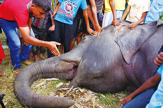 농민들은 밭에 침입하는 코끼리를 막기 위해 전기 울타리를 설치하고 호박 폭탄을 설치한다. 최근 스리랑카에선 이런 방식으로 매년 100마리 정도의 코끼리가 죽임을 당한다