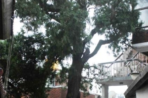 500살 측백나무의 건강 회복 대수술