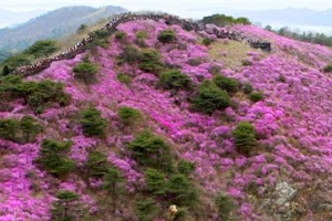 연분홍 수놓은 힐링 산길… 서해 절경의 파노라마