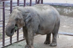 동물원에도 먹방 열풍?서울대공원 최고 먹방 스타는?