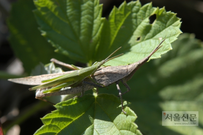 메뚜기 서울대공원 제공